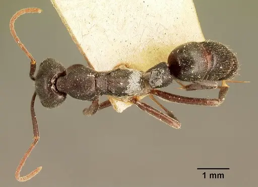 Leptogenys truncatirostris specimen CASENT0101714 image casent0101714_1