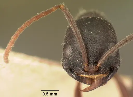 Leptogenys truncatirostris specimen CASENT0101714 image casent0101714_2