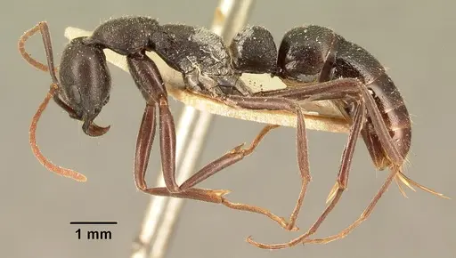 Leptogenys truncatirostris specimen CASENT0101714 image casent0101714_3