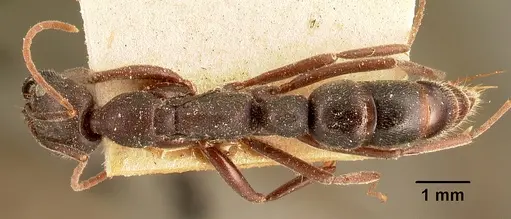 Leptogenys truncatirostris specimen CASENT0101727 image casent0101727_1