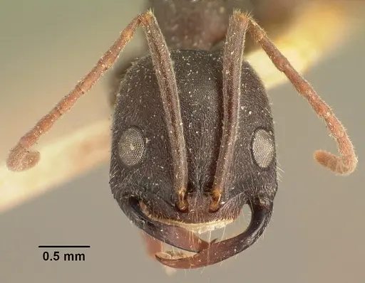 Leptogenys truncatirostris specimen CASENT0101727 image casent0101727_2