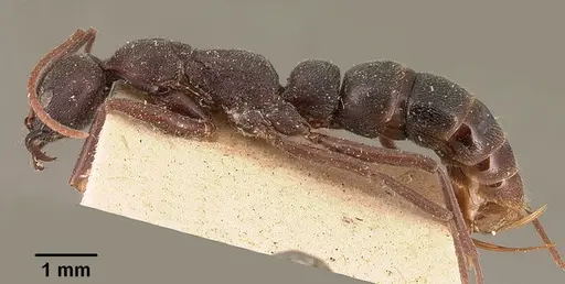 Leptogenys truncatirostris specimen CASENT0101727 image casent0101727_3