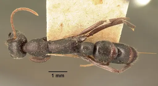 Leptogenys truncatirostris specimen CASENT0101914 image casent0101914_1