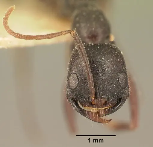 Leptogenys truncatirostris specimen CASENT0101914 image casent0101914_2