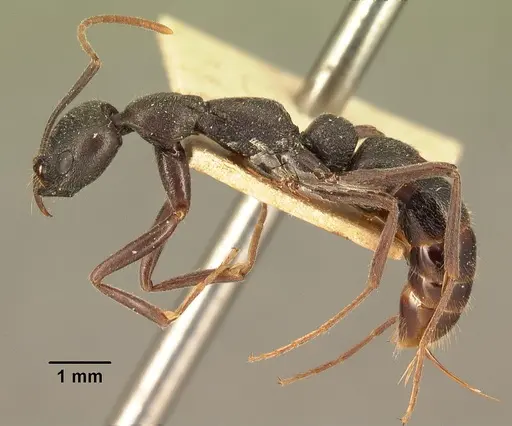 Leptogenys truncatirostris specimen CASENT0101914 image casent0101914_3