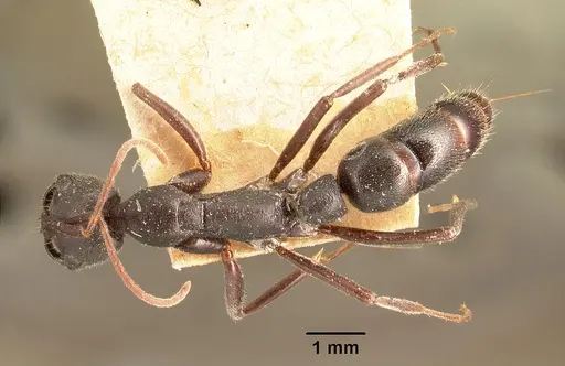 Leptogenys truncatirostris specimen CASENT0101940 image casent0101940_1