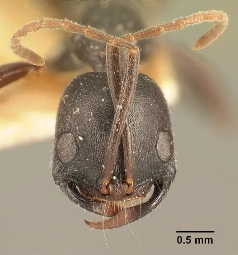 Leptogenys truncatirostris specimen CASENT0101940 image casent0101940_2