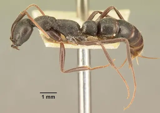 Leptogenys truncatirostris specimen CASENT0101940 image casent0101940_3