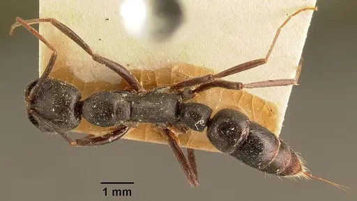 Leptogenys truncatirostris specimen CASENT0101975 image casent0101975_1