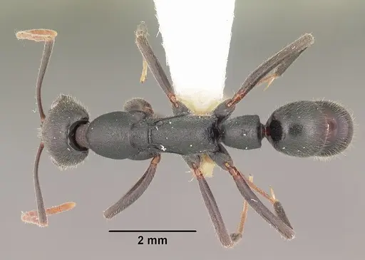 Leptogenys truncatirostris specimen CASENT0102412 image casent0102412_1