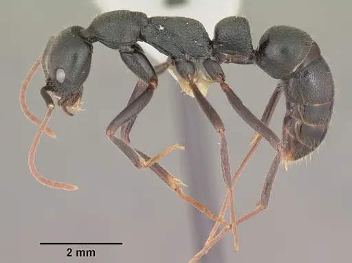 Leptogenys truncatirostris specimen CASENT0102412 image casent0102412_3