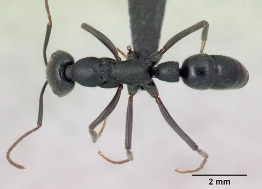 Leptogenys truncatirostris specimen CASENT0163581 image casent0163581_1