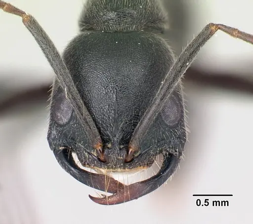 Leptogenys truncatirostris specimen CASENT0163581 image casent0163581_2