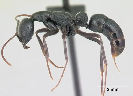 Leptogenys truncatirostris specimen CASENT0163581 image casent0163581_3