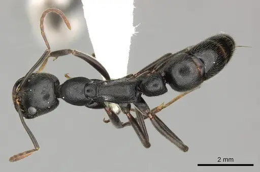 Leptogenys truncatirostris specimen CASENT0270581 image casent0270581_1