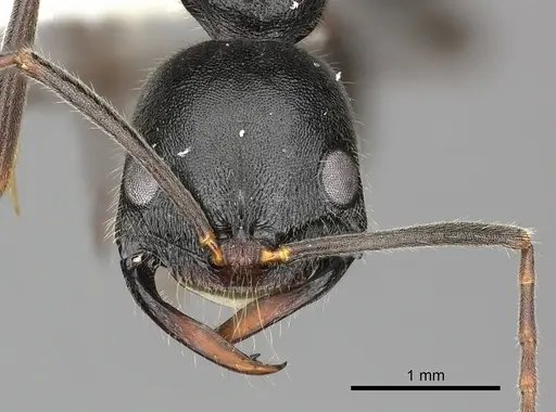Leptogenys truncatirostris specimen CASENT0270581 image casent0270581_2