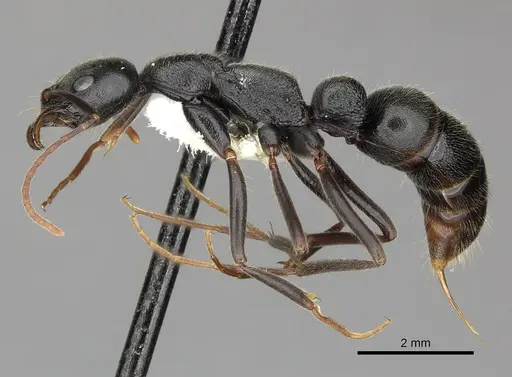 Leptogenys truncatirostris specimen CASENT0270581 image casent0270581_3