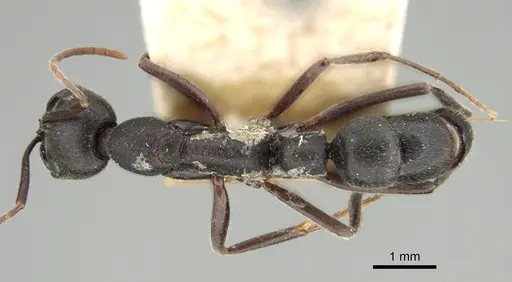 Leptogenys truncatirostris specimen CASENT0280598 image casent0280598_1