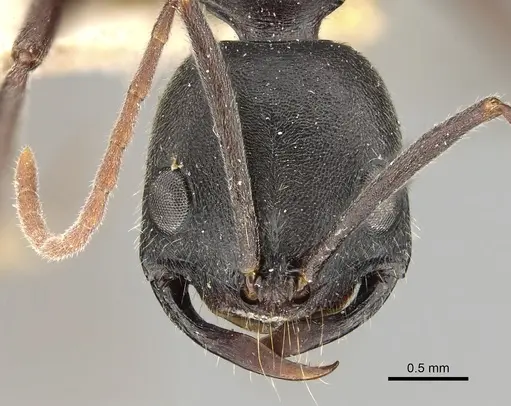Leptogenys truncatirostris specimen CASENT0280598 image casent0280598_2
