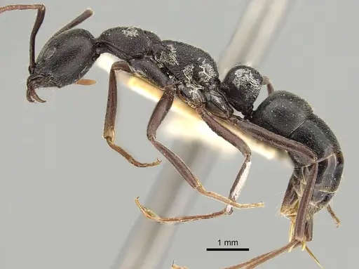 Leptogenys truncatirostris specimen CASENT0280598 image casent0280598_3