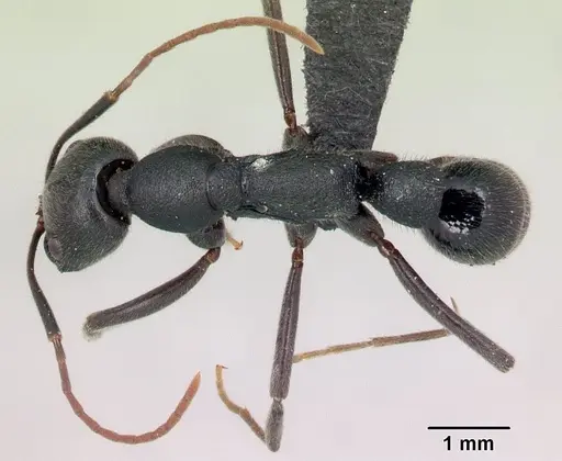 Leptogenys truncatirostris specimen CASENT0491035 image casent0491035_1