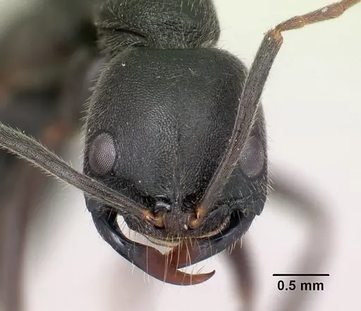 Leptogenys truncatirostris specimen CASENT0491035 image casent0491035_2