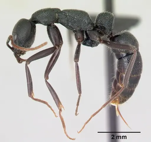 Leptogenys truncatirostris specimen CASENT0491035 image casent0491035_3