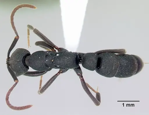 Leptogenys tsingy specimen CASENT0000793 image casent0000793_1