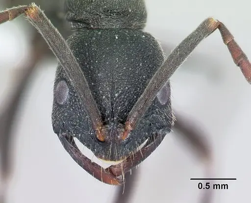 Leptogenys tsingy specimen CASENT0000793 image casent0000793_2