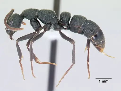 Leptogenys tsingy specimen CASENT0000793 image casent0000793_3