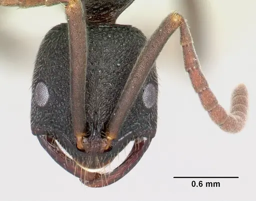 Leptogenys tsingy specimen CASENT0493181 image casent0493181_2
