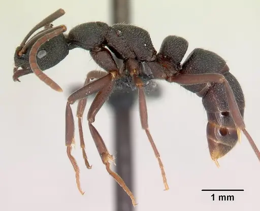Leptogenys tsingy specimen CASENT0493181 image casent0493181_3