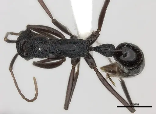 Leptogenys turneri specimen CASENT0217531 image casent0217531_1