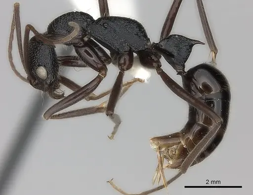 Leptogenys turneri specimen CASENT0217531 image casent0217531_3