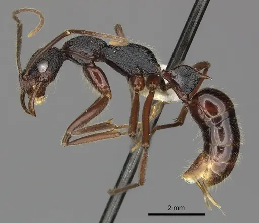 Leptogenys turneri specimen CASENT0270582 image casent0270582_3