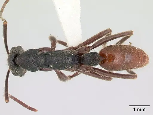 Leptogenys unistimulosa specimen CASENT0178818 image casent0178818_1