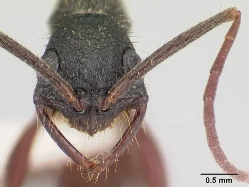 Leptogenys unistimulosa specimen CASENT0178818 image casent0178818_2