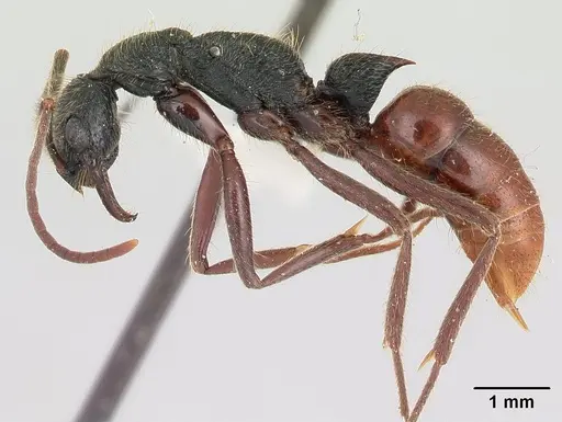Leptogenys unistimulosa specimen CASENT0178818 image casent0178818_3