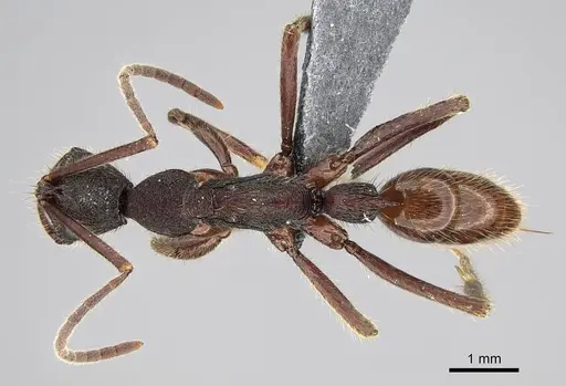 Leptogenys unistimulosa specimen CASENT0373353 image casent0373353_1