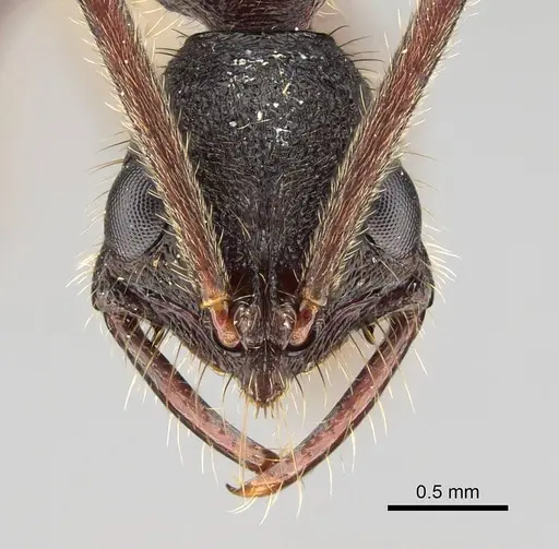 Leptogenys unistimulosa specimen CASENT0373353 image casent0373353_2