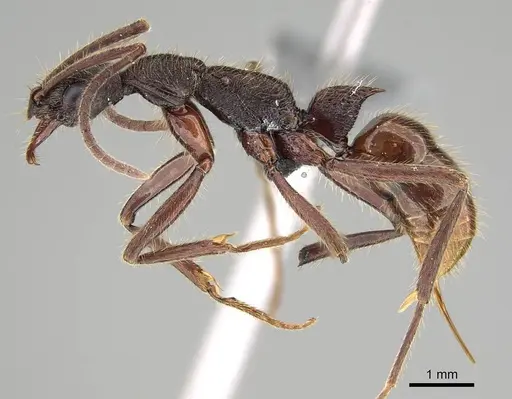 Leptogenys unistimulosa specimen CASENT0373353 image casent0373353_3