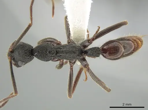 Leptogenys unistimulosa specimen CASENT0627005 image casent0627005_1