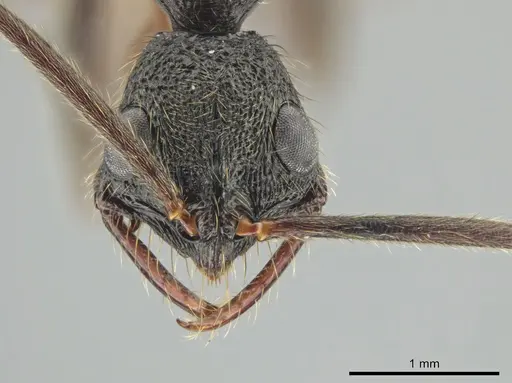 Leptogenys unistimulosa specimen CASENT0627005 image casent0627005_2