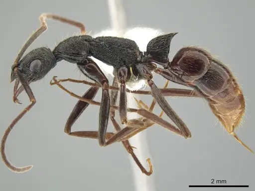 Leptogenys unistimulosa specimen CASENT0627005 image casent0627005_3