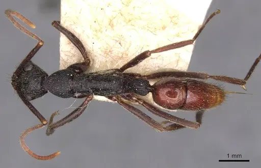 Leptogenys unistimulosa specimen CASENT0907348 image casent0907348_1