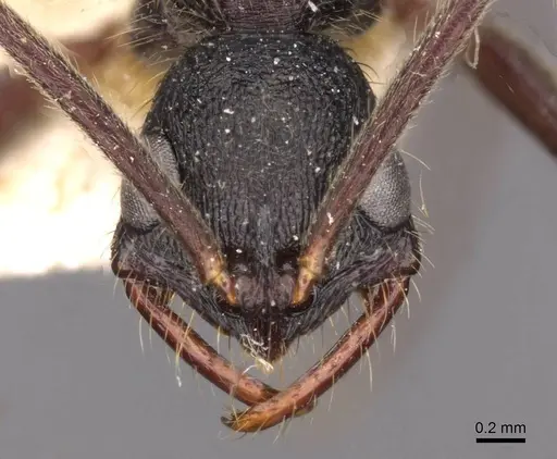 Leptogenys unistimulosa specimen CASENT0907348 image casent0907348_2