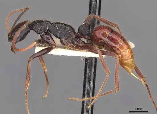 Leptogenys unistimulosa specimen CASENT0907348 image casent0907348_3