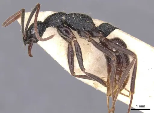 Leptogenys unistimulosa specimen CASENT0915240 image casent0915240_3
