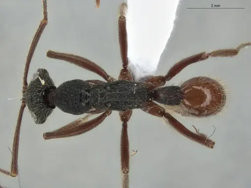 Leptogenys unistimulosa specimen ECOFOG-GAL18-0177-09 image ecofog-gal18-0177-09_1