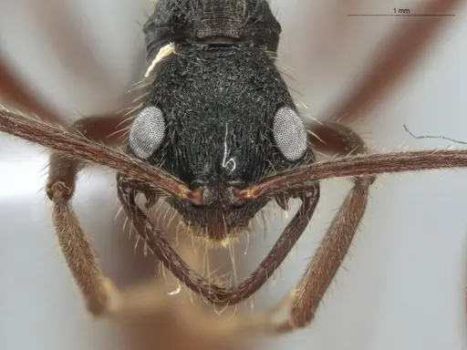Leptogenys unistimulosa specimen ECOFOG-GAL18-0177-09 image ecofog-gal18-0177-09_2